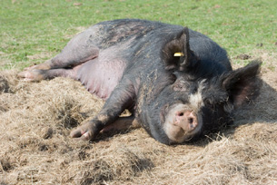 Cowshill Farm Pigs